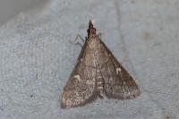 Dolicharthria punctalis