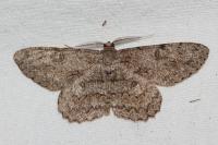 Hypomecis punctinalis
