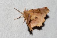 Selenia lunularia