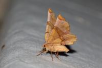 Selenia lunularia