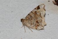 Macaria notata