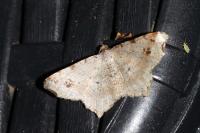 Macaria alternata