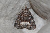 Deltote pygarga