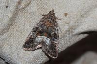 Deltote pygarga