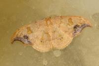 Sabra harpagula