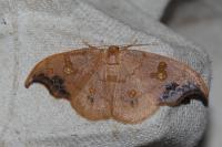 Sabra harpagula
