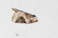 Pseudeustrotia candidula