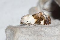 Acontia lucida