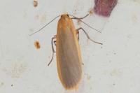 Katha depressa
