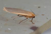 Katha depressa