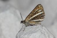 Isturgia limbaria limbaria