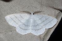 Cabera pusaria