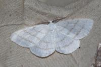 Cabera pusaria