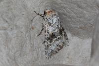 Hecatera bicolorata