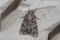 Acronicta rumicis
