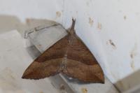 Hypena proboscidalis