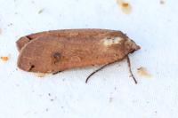 Noctua pronuba