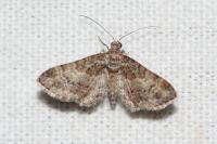 Gymnoscelis rufifasciata