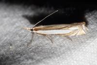 Crambus pascuella