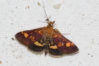Pyrausta aurata