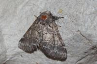 Gluphisia crenata