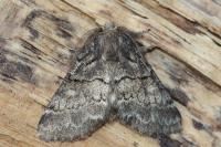 Gluphisia crenata
