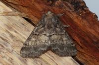 Gluphisia crenata
