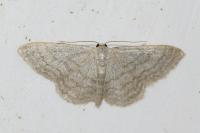 Idaea subsericeata