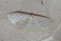 Idaea subsericeata