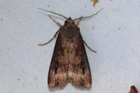 Agrotis ipsilon