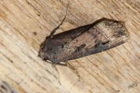 Agrotis ipsilon