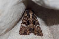 Mesapamea secalella/secalis