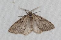 Tephronia sepiaria