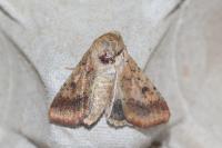 Helicoverpa armigera