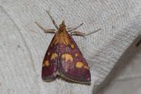 Pyrausta purpuralis