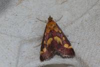 Pyrausta purpuralis