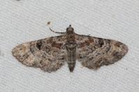 Eupithecia