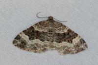 Epirrhoe alternata
