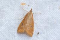 Udea ferrugalis