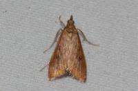 Udea ferrugalis