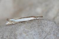 Crambus pascuella
