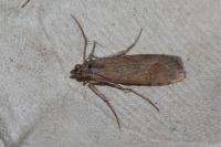 Nomophila noctuella