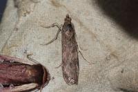 Nomophila noctuella