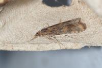 Nomophila noctuella