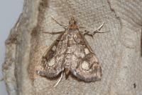 Anania stachydalis