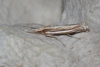 Ancylolomia tentaculella