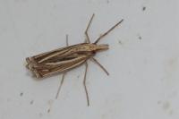 Ancylolomia tentaculella