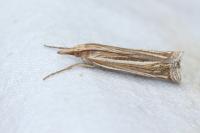 Ancylolomia tentaculella