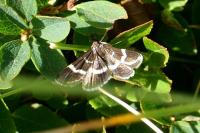 Pyrausta cingulata