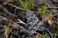 Eudonia sudetica